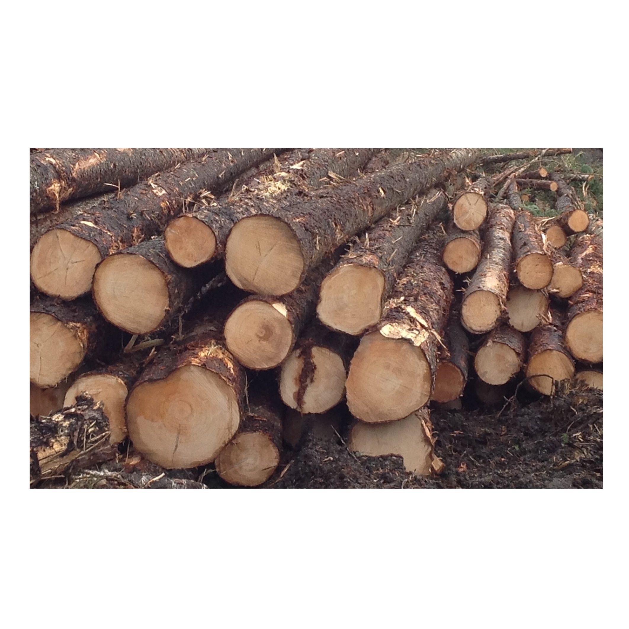 Spruce Round Logs - Direct from Forest, Wholesale Prices