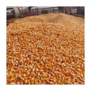 Maíz blanco seco (maíz) para alimentación animal para caballos, ganado, cerdos - Product Image 3