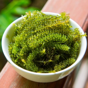 Raisins de mer nutritifs frais pas cher prix naturel seeweed de raisin en gros caviar vert umibudo lato algues du Vietnam - Product Image 4