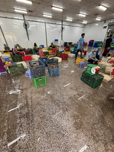 Yuca congelada Vietnam IQF pelada buen precio - Product Image 6