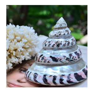 Conchas marinas finamente seleccionadas con detalles intrincados, perfectas para arte único con temática costera y artesanías hechas a mano - Product Image 5