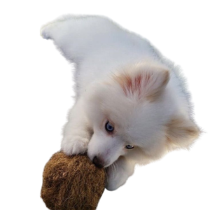 Juguete Masticable para Mascotas de Cáscara de Coco, Tamaño Pequeño, Duradero, Clásico, para Entrenamiento, Mordida, Uso Diario en Interiores - Product Image 1