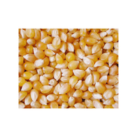 Maïs jaune sec brisé/cassé, non-OGM, riche en protéines, glutineux, brésilien, durée de conservation de 2 ans, adapté à l'alimentation animale