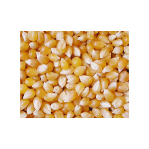 Maïs jaune séché fissuré/cassé/maïs Non gm adapté aux aliments pour animaux - Product Image 3