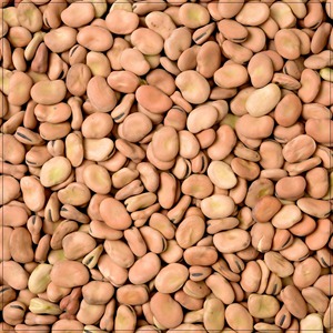 Frijoles divididos de alta calidad, venta a granel, frijoles divididos frescos naturales, perfectos para la demanda de procesamiento de alimentos - Product Image 4