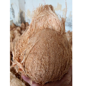 Coco semidescascarado seleccionado a mano, envasado en contenedores a granel, perfecto para largos tránsitos y diversos usos, incluyendo alimentos y cosméticos. - Product Image 6