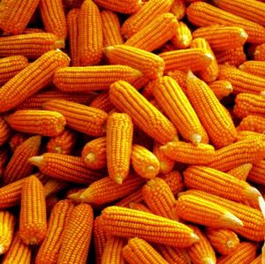 เมล็ดข้าวโพดแห้งสีเหลือง ไม่ใช่พืช GMO ไม่เหนียว ขายส่งจำนวนมากสำหรับอาหารสัตว์ - Product Image 4