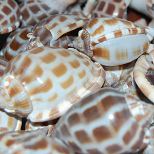 Phalium Areola Shell SEASHELL BIJOUX Naturel Petite Taille 5-7cm Poli avec Divers Motifs - Product Image 3