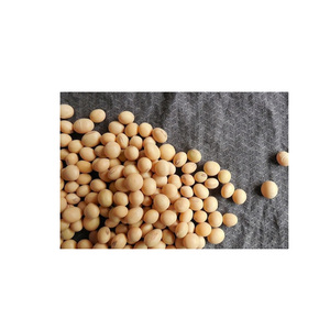 High Quality GMO Soya <b>Beans</b> for Sale Yellow Soybeans - Soybeans for the best market rates - Product Image 3