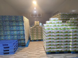 Macapuno noix de coco entière/fruits biologiques en gros du Vietnam - Product Image 6