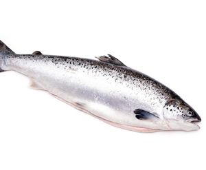Filete de Salmón Congelado, Salmón Atlántico Fresco y Congelado/Salmón Entero Congelado/Cabeza de Salmón en Venta, Precio en Australia - Product Image 3