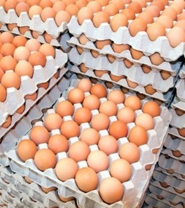 Huevos para Incubar Cobb 500, Alta Proteína, Naturales, Frescos, Congelados, Disponibles Ahora en Stock con Entrega Rápida, Calidad Premium, Venta al Por Mayor - Product Image 3