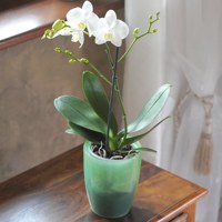 Pot COUBI ORCHID 1.5L, dimensi (mm) 132x132x160, warna ungu transparan