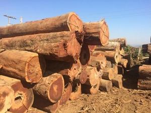 Exportador de madera Jatoba de alta calidad Troncos Jatoba para la producción de madera Proveedor de madera Jatoba - Product Image 4