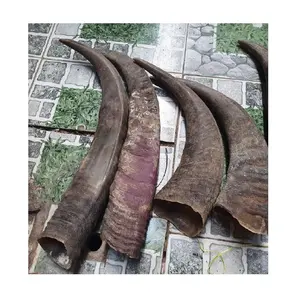 Ham doğal temiz manda inek boynuzları manda & inek boynuz yuvarlak İpucu boşlukları satış/toplu Buffalo Horn