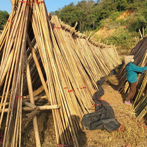 ต้นไผ่ tonkin ที่มีความแข็งแรงสูงสำหรับใช้ในเรือนเพาะชำต้นไม้ - Product Image 1