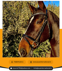 Fournisseur de produits pour chevaux Fabricant et exportateur en Inde Black Patent Snaffle Bridle Horse Bridle pliée pliante - Product Image 4