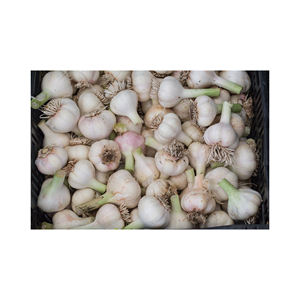 กระเทียมสดปอกเปลือกผู้จำหน่ายขายส่ง - Product Image 3