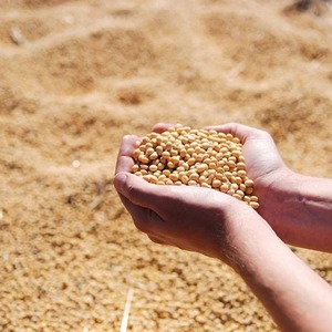 Entrega rápida Harina de soja orgánica de la mejor calidad para alimentación animal Compre calidad premium a bajo precio de fábrica al por mayor - Product Image 5