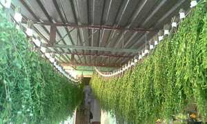 ชาสมุนไพรคุณภาพสูง 100% ใบมะรุมแห้งธรรมชาติในถุง สำหรับผู้ใหญ่ นำเข้าจากเวียดนาม ราคาประหยัด - Product Image 5