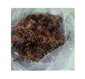 Venta al por mayor Pure Ocean Purple Sea Moss - Product Image 5