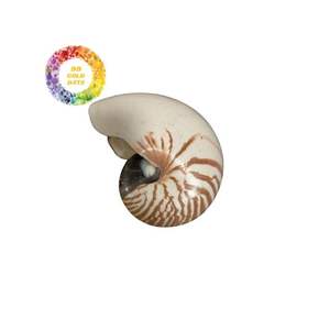 เปลือกหอย Nautilus ที่ไม่เหมือนใครสำหรับการออกแบบเครื่องประดับหัตถกรรมชั้นสูงและตกแต่งชายฝั่งวัสดุศิลปะธรรมชาติจากเวียดนาม - Product Image 1