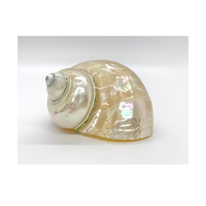 เปลือกหอยเทอร์โบสีเบิร์กที่คัดสรรมาอย่างดีจากเวียดนามขัดเงาและพร้อมสำหรับโครงการตกแต่งบ้านระดับพรีเมียม - Product Image 4