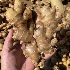 เวียดนามผลิตภัณฑ์ทางการเกษตรที่ดีขิงสดและแห้งจำนวนมากโดยตรงจากเวียดนาม - Product Image 2