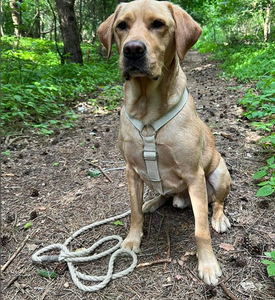 Customized Colored Cotton Rope Dog <b>Leash</b> Handmade Braided <b>Pet</b> <b>Leash</b> Set Durable Strong Dog Walking Lead - Product Image 3