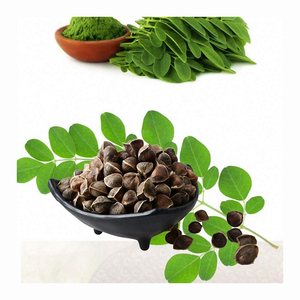 Graines de moringa bio/poudre de graines de moringa herbe de moringa - Product Image 1