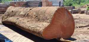 Feuilles de journaux marins Okoumé de qualité supérieure pour la décoration intérieure d'armoires de meubles de construction de bateaux et les projets en bois haut de gamme - Product Image 3