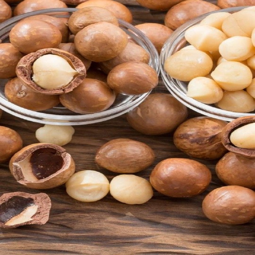 High Nutrition Roasted Macadamia Nut in Shell and Without Shell Dried Maca for Food Use Raw Processing Type