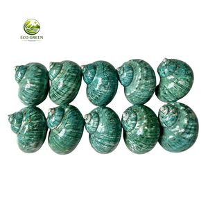 เปลือกหอยกุ้งก้ามกรามเทอร์โบขายส่ง เปลือกหอยทะเลสีเขียวธรรมชาติสำหรับเป็นที่อยู่อาศัยของสัตว์เลี้ยงและตกแต่งตู้ปลา - Product Image 4