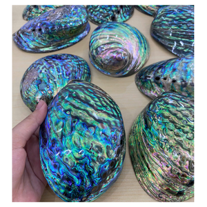 Concha de abulón de alta calidad Concha de abulón natural de Vietnam con color brillante y superficie pulida para exportación y comercio - Product Image 1