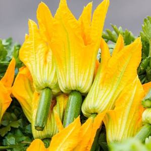 FLEURS DE COURGE DE QUALITÉ SUPÉRIEURE/ALIMENT CONGELÉ/PRÊT À L'EMPLOI DANS LA CUISINE, LA CUISSON ET LE TRAITEMENT - Product Image 1