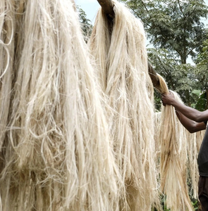 เส้นใยจากก้านกล้วยธรรมชาติจากเวียดนาม |   เส้นใยที่เป็นมิตรต่อสิ่งแวดล้อมสำหรับสิ่งทอ งานฝีมือ กระดาษ และการเกษตร - Product Image 2