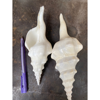 6-8 "Broche Ondulée Coquillage Blanc Fusinus Cyrtulus undatus Conch Sea Shell Beach Nautique Home Decor Affichage côtier