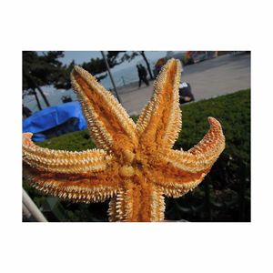 ปลาดาวที่อุดมด้วยสารอาหารมีจำหน่ายในราคาขายส่งที่แข่งขันได้ - Product Image 4