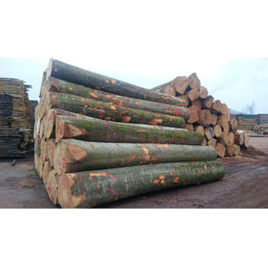 Troncos de haya al por mayor de proveedor europeo con opciones CFR Incoterm para un envío internacional conveniente a nivel global - Product Image 5