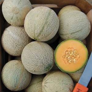 Melones Cantalupo Frescos de Primera Clase - Alta Dulzura Brix - Melones Musk de Grado de Exportación a Granel - Product Image 5