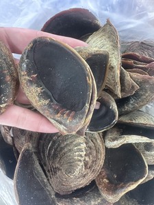 Đánh Bóng Murex <span class=keywords><strong>operculum</strong></span> Ốc Vỏ Sò/Lớn Murex <span class=keywords><strong>operculum</strong></span> Vỏ Biển Cho Vỏ Nghệ Thuật Từ Việt Nam - Product Image 5