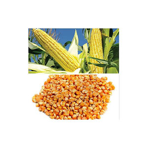 Maíz seco congelado de alta calidad/maíz amarillo dulce a granel, precio al por mayor Premium con envío rápido directo del proveedor - Product Image 5