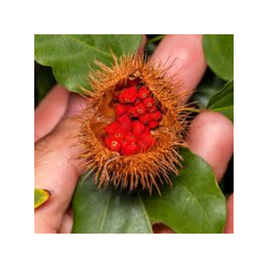 Alta calidad ANNATTO SEEDS original de Vietnam precio razonable para cocinar y hacer colorante de alimentos - Product Image 5