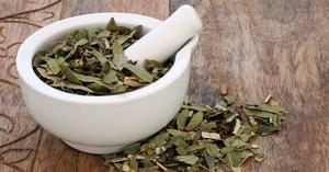 Senna hojas secas enteras Material de planta hidropónica Natural para agricultura Invernaderos de peces Cobertizo de plástico de una sola capa - Product Image 2