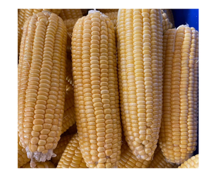Maíz dulce IQF de alta calidad suministrado a granel desde maíz congelado de Vietnam, empacado para exportación con la mejor oferta a la venta maíz congelado - Product Image 2