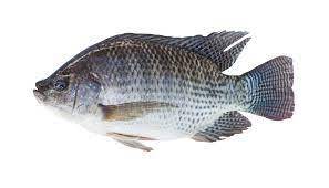 Vente en gros de poissons tilapia entiers de haute qualité d'Autriche - Nutritifs, emballés sous vide de 25 kg, surgelés, exportés vers l'UE et les États-Unis - Product Image 3