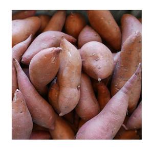 Ñames Blancos Frescos Orgánicos de Alta Calidad para Uso Agrícola, Precio Económico, Fabricante de Alemania, Exportaciones a Todo el Mundo - Product Image 3