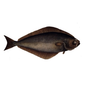 Vente en gros de hareng frais congelé de qualité supérieure à prix avantageux, fruits de mer pour l'exportation mondiale - Product Image 4