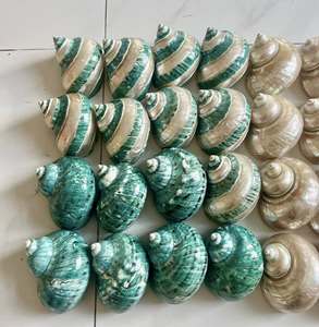 <b>Shell</b> Hermit <b>Crab</b> <b>Shells</b> Large Medium Turbo Seashell WHITE & GREEN/MINT Natural Sea Conch(8~9cm) - Product Image 1