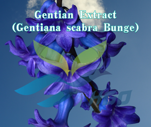 โรงงาน HGO จัดจำหน่ายสารสกัดจากเจนเทียนบริสุทธิ์จากธรรมชาติ (Gentiana scabra) คุณภาพสำหรับอาหาร อัตราส่วนการสกัด 10:1 - Product Image 2